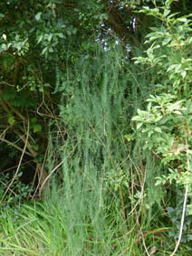 Asparagus officinalis